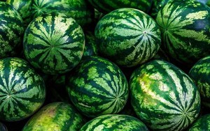 Bạn có biết: Dưa hấu cũng có trái đực và trái cái