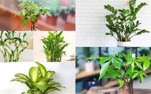 Những loại cây cảnh mang tài lộc, may mắn vào nhà dịp Tết 