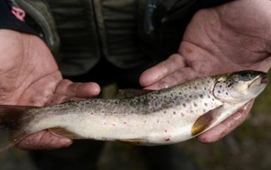 Ăn một con cá tự nhiên ở Mỹ tương đương việc uống nước bẩn cả tháng trời