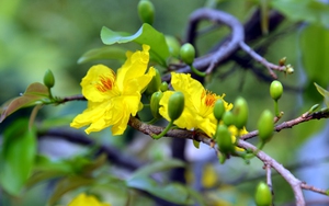 Hoa mai vàng - nét Xuân phương Nam