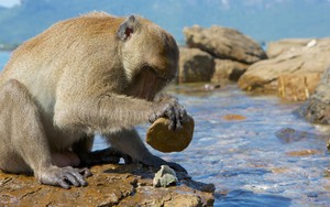 Sau con người, những loài động vật nào đã âm thầm bước vào thời kỳ Đồ đá?