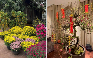 Tết nhà sao Việt: Á hậu Mâu Thuỷ tậu chậu mai cao 2 mét, vợ chồng Cường Đô La - Đàm Thu Trang chưng mai đào quất kín nhà