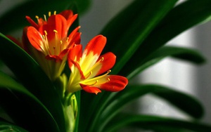 Lan quân tử - Loài hoa sang trọng, tốt cho phong thủy vào nhà bạn dịp Tết