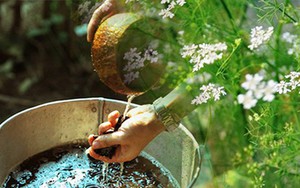 Giải mã phong tục tắm lá mùi vào chiều 30 Tết: Không đơn giản là để cho thơm, lá mùi cực tốt cho sức khỏe nhưng lại đại kỵ với một số người
