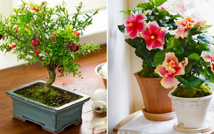 Mua cây chơi Tết Quý Mão nên tránh những loại này kẻo phá tài tán lộc, rước vận xui vào nhà