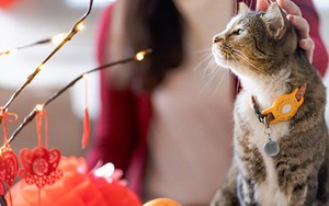 Vì sao ở Việt Nam con giáp thứ 4 lại là mèo chứ không phải thỏ như tất cả các nước châu Á đón Tết Âm lịch còn lại?