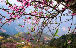 Thời tiết từ 29 tháng Chạp đến mùng 5 Tết Quý Mão: Bắc Bộ có nơi rét đậm, rét hại, Nam Bộ ngày nắng