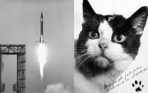Câu chuyện về chú mèo duy nhất bay thành công vào vũ trụ: Sống sót trong vận tốc gấp 5 lần âm thanh nhưng chết dưới bàn tay con người  