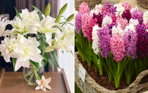 Năm mới đừng mua 5 loại cây này về chưng, kẻo thu hút vận xui, khiến gia đạo bất hòa 