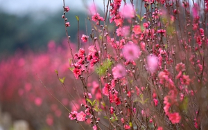 Mùng 1 Tết Quý Mão 2023 thời tiết ba miền đều tốt