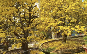 Dân mạng loá mắt với cây mai khổng lồ to bằng sân nhà, gia chủ tìm người nhặt lá mai cũng khó