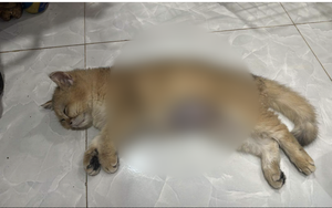 Từ chuyện chiếc Macbook dính cafe đến con mèo bị hành hạ: "Trẻ con có biết gì đâu" - Đằng sau đứa trẻ vô ý thức là những phụ huynh vô trách nhiệm!