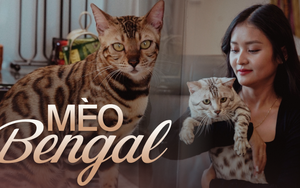 Năm Mão nói chuyện nuôi mèo Bengal - thú cưng của người có tiền: Giá cả trăm triệu, tiền nuôi hàng tháng cũng không vừa
