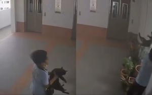 Cậu bé 10 tuổi thả tự do con mèo từ tầng 22 chỉ để "cho vui": Chủ nhân sốc nặng khi chứng kiến khoảnh khắc thú cưng qua đời 