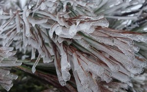 Thời tiết 29/1: Bắc Bộ ngày nắng, có nơi rét đậm, rét hại