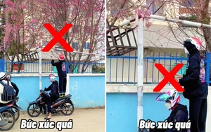 Đà Lạt: Dân mạng phẫn nộ trước cảnh các bạn trẻ đứng cả lên xe máy để bẻ mai anh đào