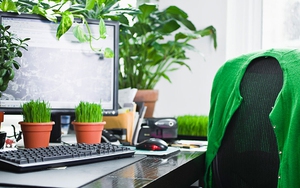 Dân công sở chuộng nhất 5 loại cây này: Càng chưng lâu trên bàn càng hút may mắn, sự nghiệp hanh thông 