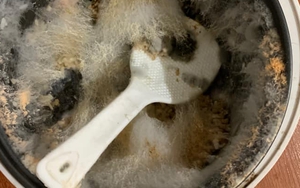 "Ám ảnh kinh hoàng" với series nồi cơm điện của sinh viên sau Tết: Nấm mốc xuất hiện chưa là gì so với sinh vật lạ này!