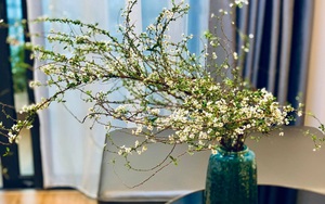 Loài hoa 'ngủ đông' cứ đến Tết là 'cháy hàng', giá bao nhiêu cũng được chị em lùng mua 