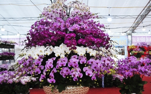 Chậu hoa lan hồ điệp "khủng" 350 cành về Thủ đô đón Tết