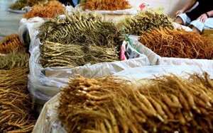 Mẹ Việt ở Hàn Quốc kể chuyện đi chợ nhân sâm lớn nhất xứ sở kim chi, hàng bày la liệt như khoai lang nhiều đến choáng ngợp