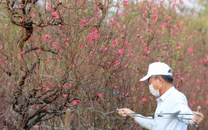 Hình ảnh làng đào Nhật Tân, Hà Nội rộn ràng vào vụ Tết