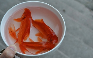 Cách chọn cá chép khoẻ, đẹp cúng ông Công ông Táo 23 tháng Chạp 