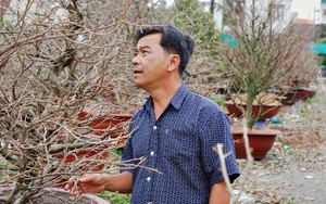 Nông dân vườn mai lớn nhất TP.HCM 'mất ăn mất ngủ' vì trời mưa, hoa Tết nở sớm