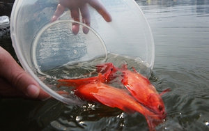 Vì sao lễ cúng ông Công ông Táo phải có cá chép, khi thả cá cần tuân thủ nguyên tắc gì để không phạm đại kỵ?