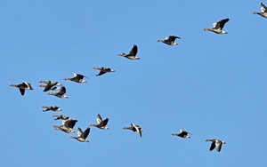 Ngày Quốc tế Chim di cư 14/10 'Nước: Duy trì sự sống của các loài chim'