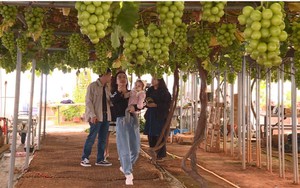 Du lịch trải nghiệm vườn nho 'hút' khách tại Hàn Quốc
