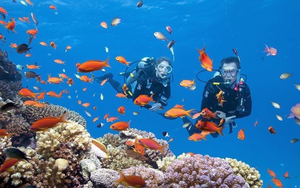 Lặn ngắm san hô, đi tàu đáy kính khám phá Vĩnh Hy - "đôi mắt biếc" của Ninh Thuận