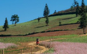 Check in thảo nguyên Suôi Thầu, vùng đất cổ tích tựa châu Âu thu nhỏ nơi địa đầu Tổ quốc