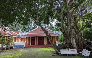 Bến Tre có thêm cây di sản Việt Nam