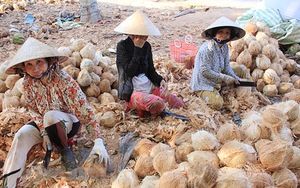 Bến Tre phát triển du lịch sinh thái nông nghiệp