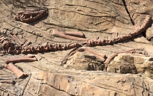 Trung Quốc phục hồi hóa thạch khủng long có niên đại hơn 130 triệu năm