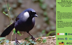 Chuyện 'Hà Nội đất lành chim đậu'