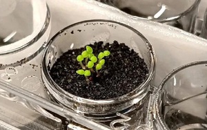 Vi khuẩn Trái Đất có thể giúp trồng cây trên Mặt Trăng