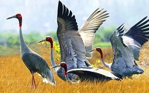 Bảo tồn và phát triển sếu đầu đỏ