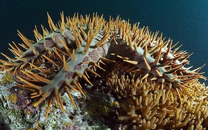 Phát hiện bất ngờ về sự hình thành của sao biển: 'Về cơ bản là một cái đầu'