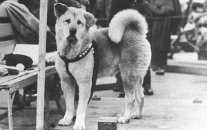 Hồi ức xúc động về chú chó Hachiko 11 năm đợi chủ dịp kỷ niệm 100 tuổi