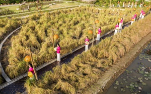 Người đẹp Tây Đô trình diễn trên cánh đồng lúa