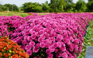 Mới lạ cúc mâm xôi nhiều màu ở Làng hoa Sa Đéc phục vụ Tết 2024