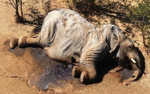 Voi chết hàng loạt ở Botswana do thiếu thức ăn