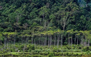 COP28: Brazil đề xuất quỹ bảo tồn rừng nhiệt đới trị giá 250 tỷ USD