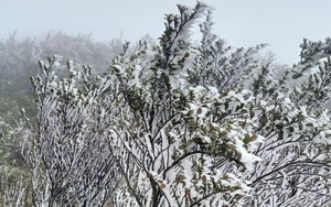 Băng giá bao phủ các đỉnh núi cao Lào Cai