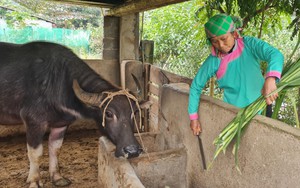 Công điện của Thủ tướng Chính phủ về phòng, chống rét đậm, rét hại kéo dài