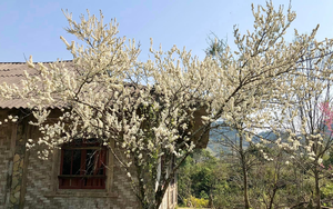 Những điểm đến tại miền Bắc không thể bỏ qua với du khách dịp Tết 2024