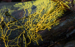 Sinh vật kỳ lạ này sở hữu 720 giới tính, không có não nhưng vô cùng thông minh