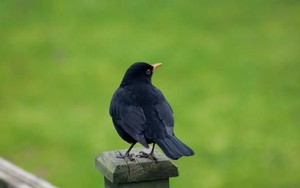 Định luật con quạ: Chỉ trốn tránh mà không chịu thay đổi 3 điều này thì đi đâu cũng thất bại